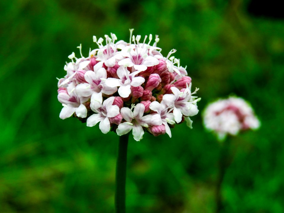 Flower Plant Flora Flowering Plant