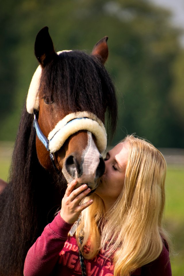 Horse Bridle Horse Like Mammal Horse Tack