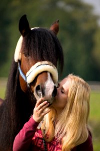 Horse Bridle Horse Like Mammal Horse Tack photo