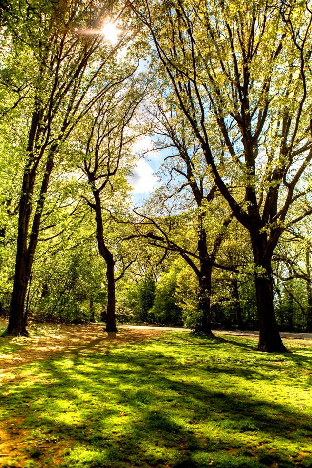 Nature Tree Woodland Green