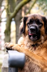 Dog Dog Breed Leonberger Dog Like Mammal photo