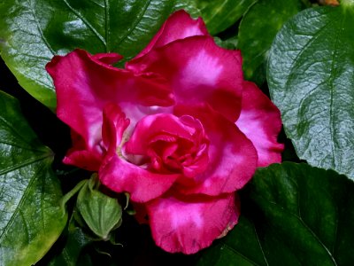 Flower Plant Pink Rose Family