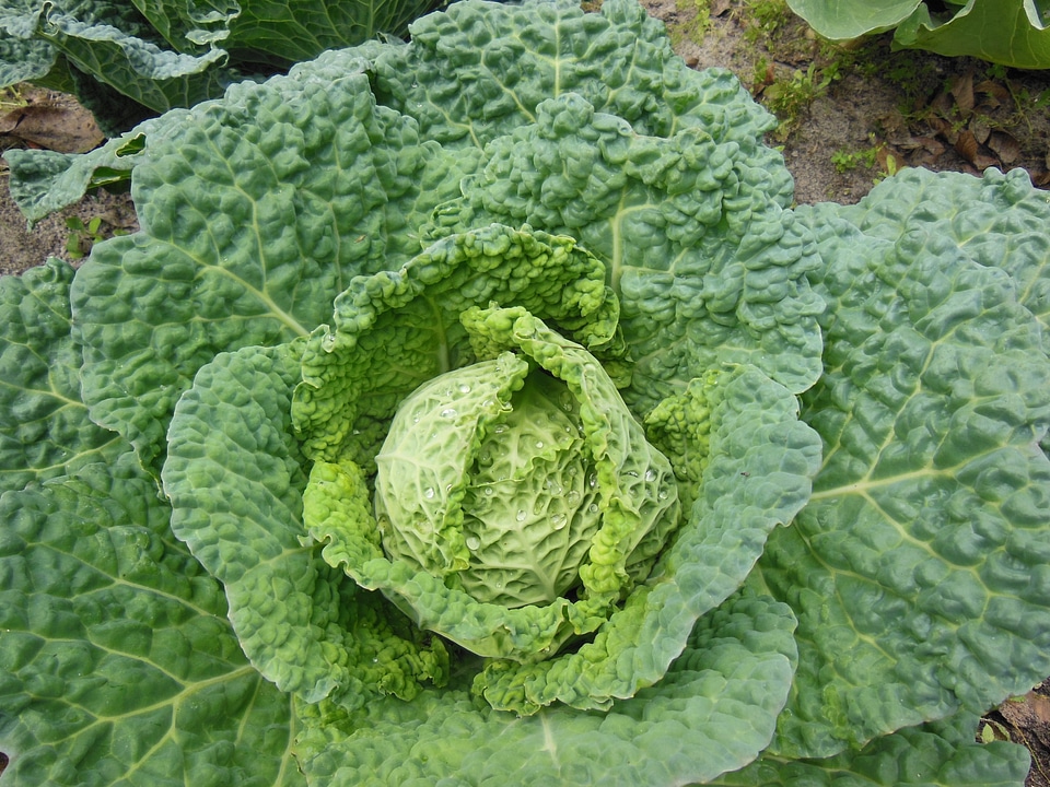 Vegetable garden plant