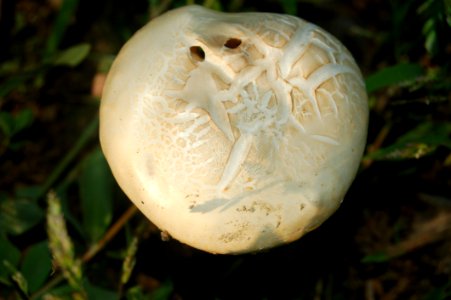 Mushroom Fungus Agaricaceae Agaricomycetes photo