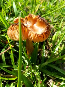 Mushroom Fungus Edible Mushroom Agaricaceae photo