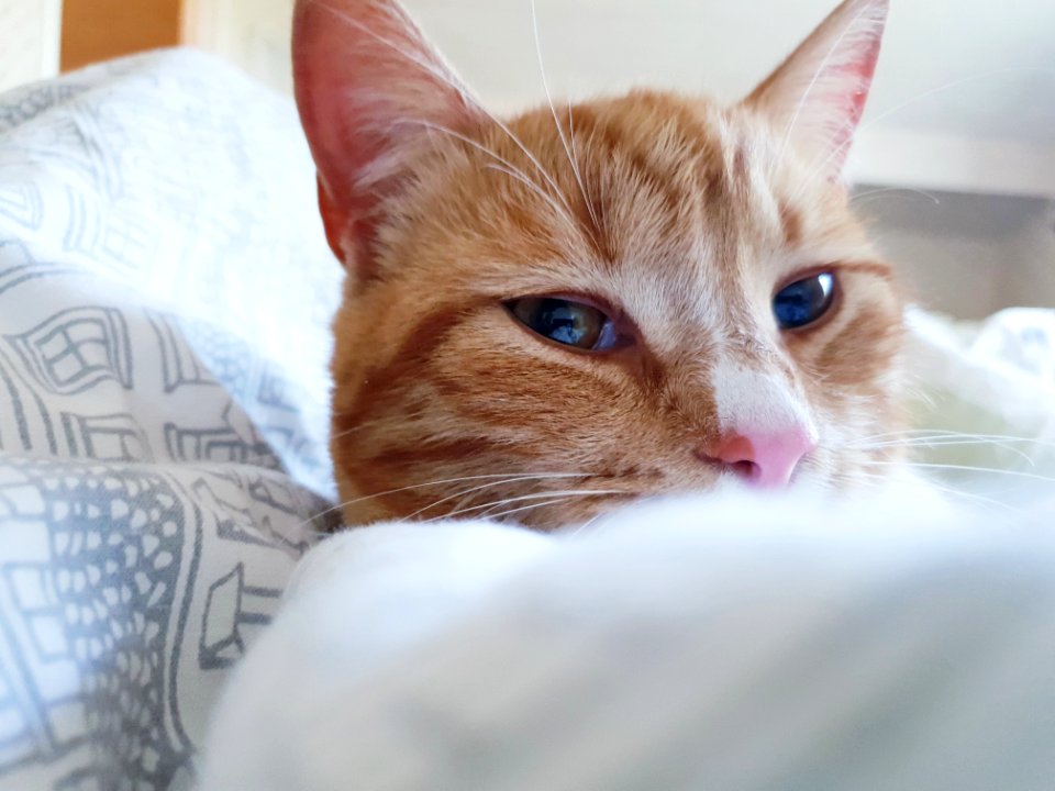 Cat Whiskers Skin Small To Medium Sized Cats