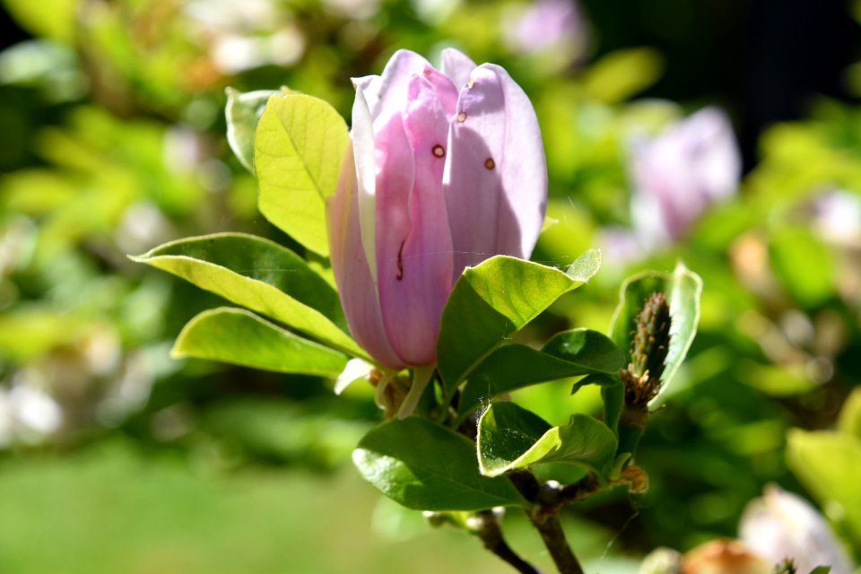 Flower Plant Flowering Plant Flora