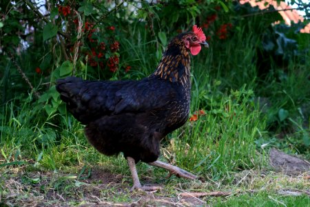 Chicken Galliformes Fowl Rooster photo