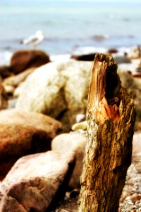 Rock Wood Shore Driftwood photo