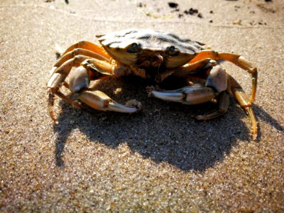 Crab Freshwater Crab Decapoda Crustacean