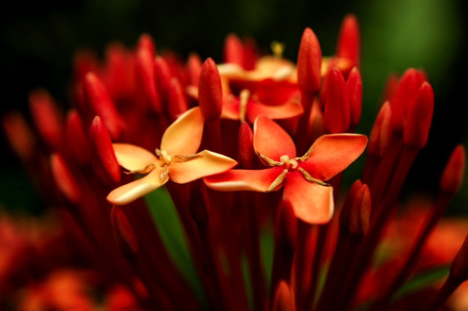 Photo Of Red Petaled Flowers