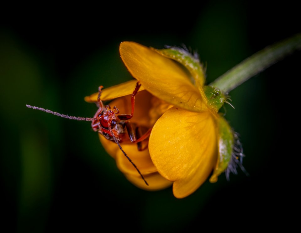 Close Up Photo Of Red Insect On Yellow Petaled Flower