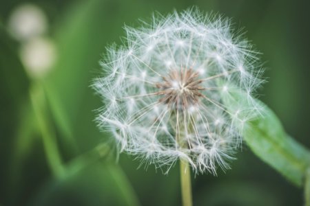 Shallow Focus Photography Of White Dandelion Flower photo