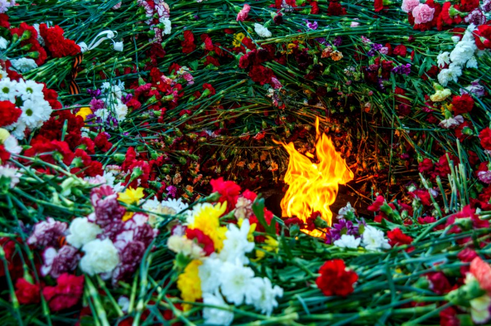 Christmas Decoration Flora Flower Plant