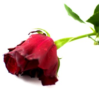 Flower Plant Garden Roses Rose Family