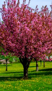 Blossom Spring Plant Tree