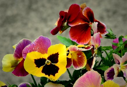 Flower Plant Pansy Flora photo