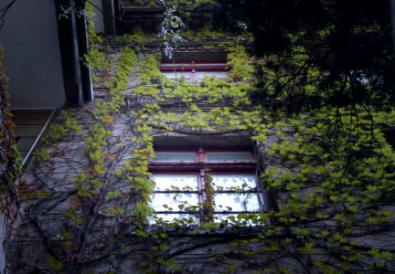 Nature Plant Tree Architecture