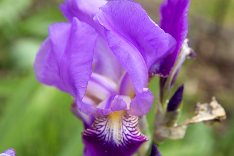 Flower Flowering Plant Plant Purple