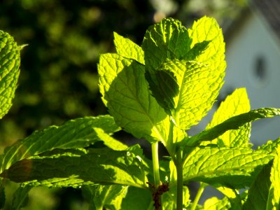 Plant Leaf Herb Subshrub photo