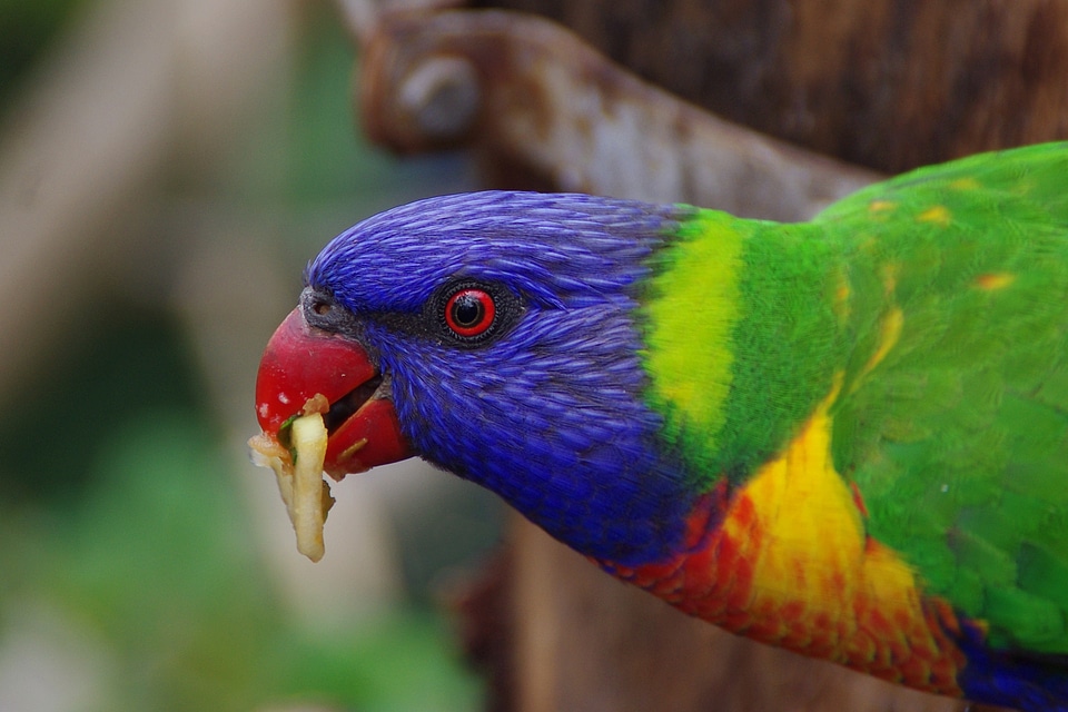 Colorful color head