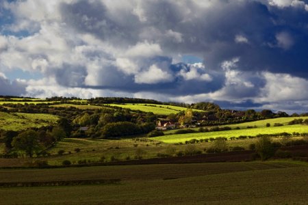 Green Grassland