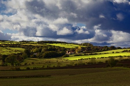 Green Grassland photo