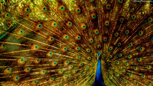 Closeup Photo Of Brown And Blue Peacock photo