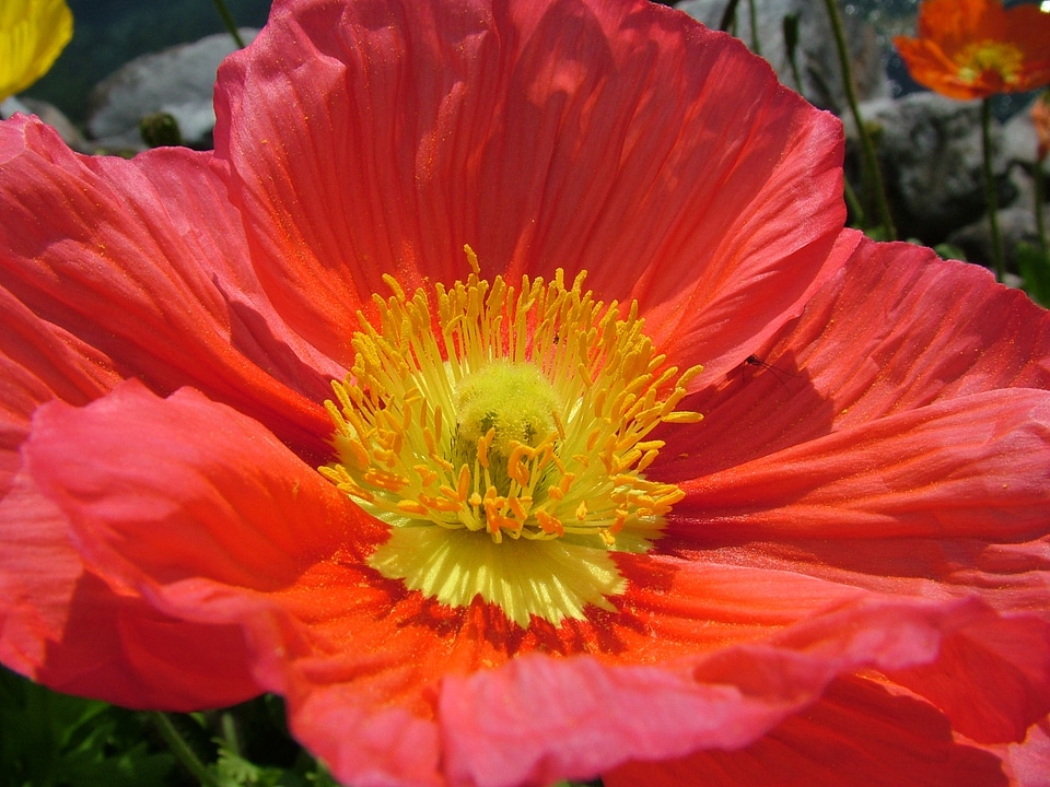 Naked stalks poppy mohngewaechs papaveraceaeblume