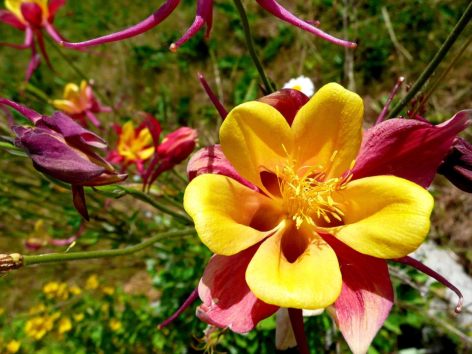 Aquilegia yellow red