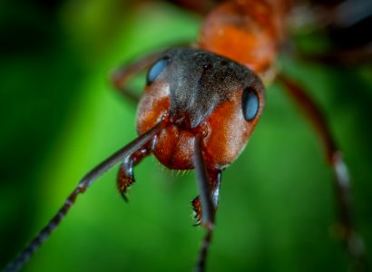 Close-up Photo Of Ant photo