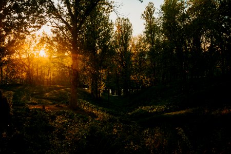 Silhouette Of Trees photo