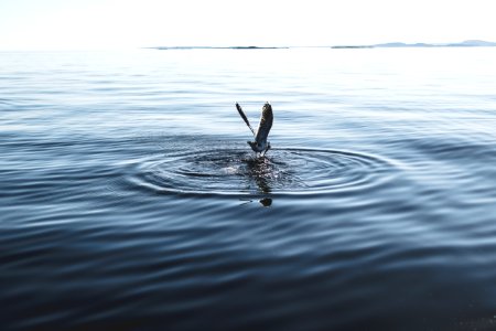White Pelican On Body Of Water