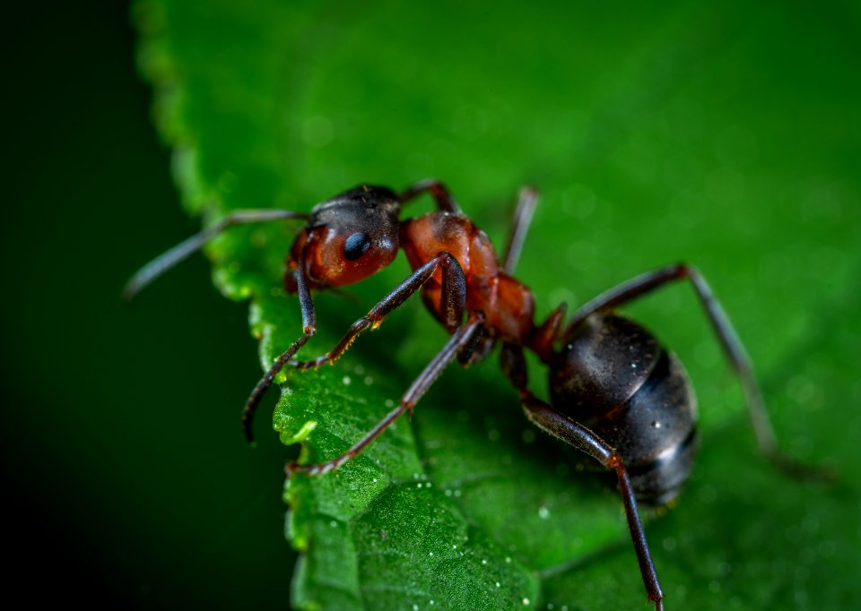 Close Up Photography Of Red Ant On Green Leaf