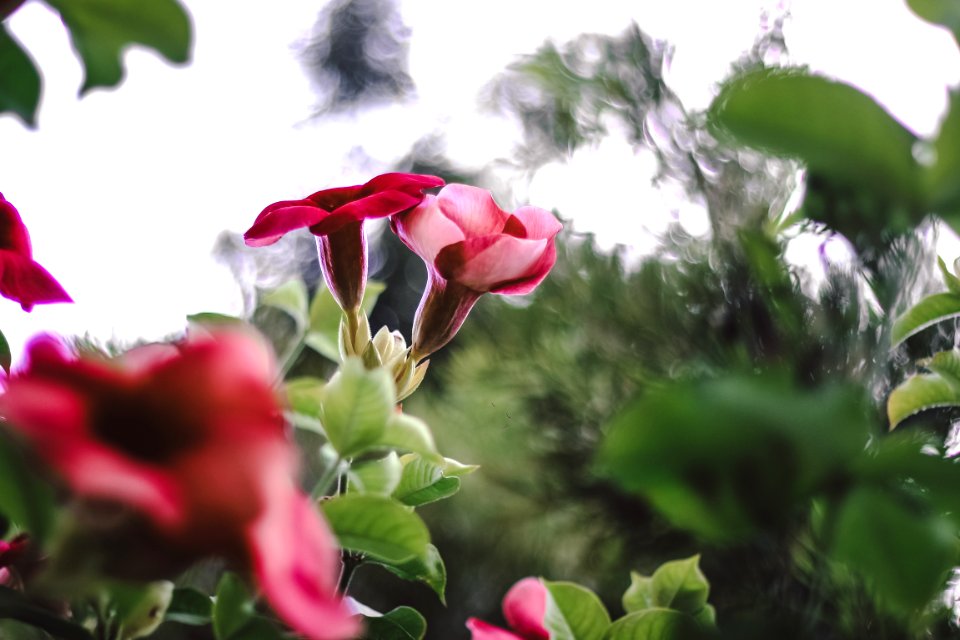 Pink Flowers