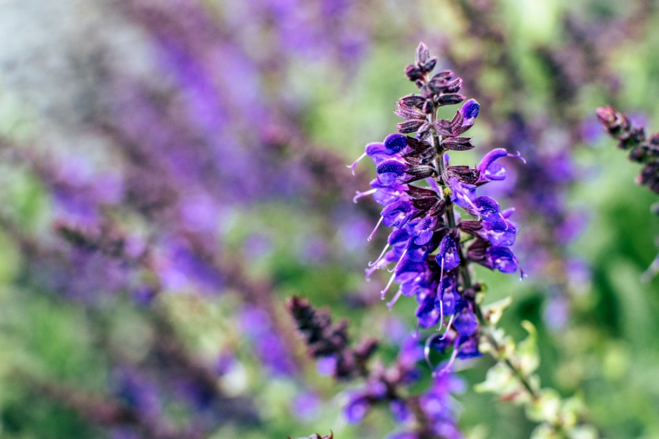 Selective Focus Photography Purple Petal Flower Plant