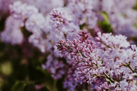 Shallow Focus Photography Of Pink Flowers