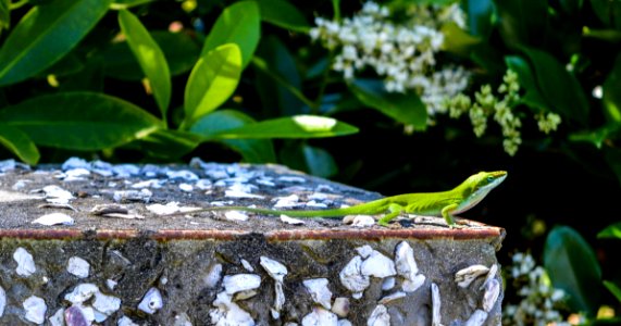 Green Lizard On Top Of Gray Surface