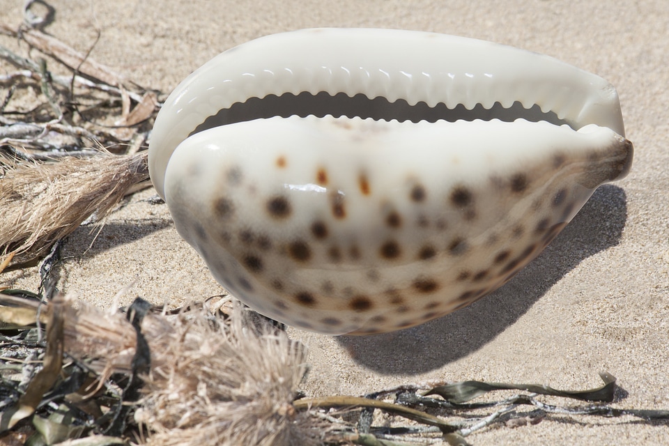 Porcelain cypraea nebrites snail