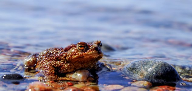 Brown Frog On Body Of Water photo