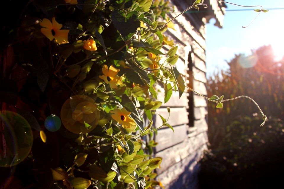 Photography Of Yellowbell Flowers