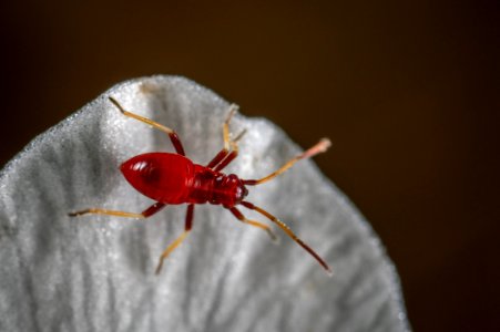 Macro Photo Of Red Assassin Bug On White Textile