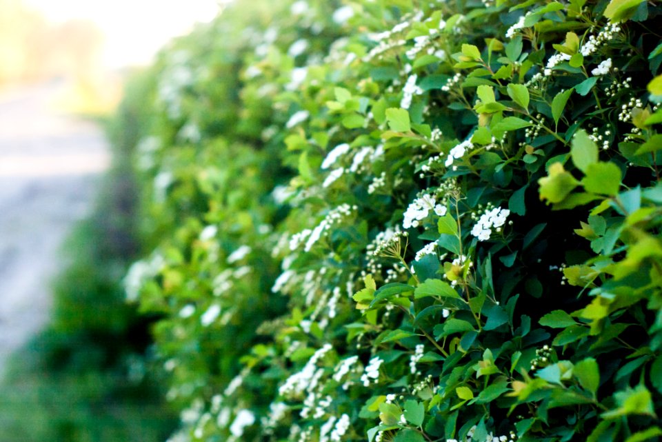 White Flowering Bush Selective-focus Photography At Daytime