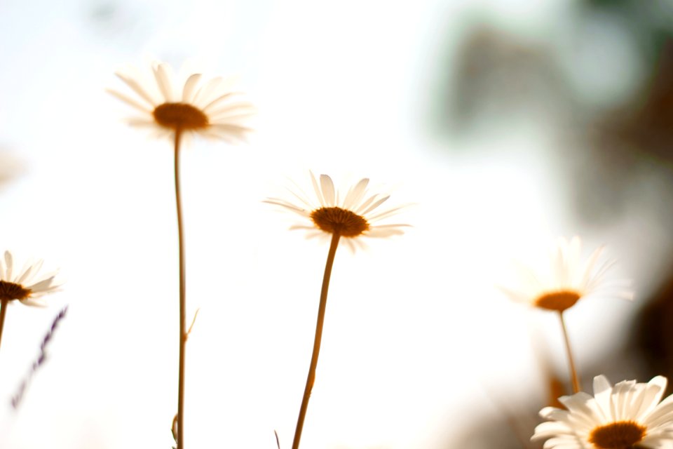 Selective Focus Photo Of White Daffodil