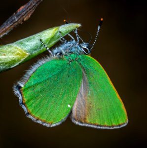 Closeup Photography Of Green And Brown Moth Perched On Green Leaf photo