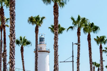 White Lighthouse Behind Palm Trees At Daytime