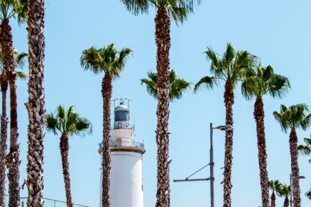 White Lighthouse Behind Palm Trees At Daytime photo