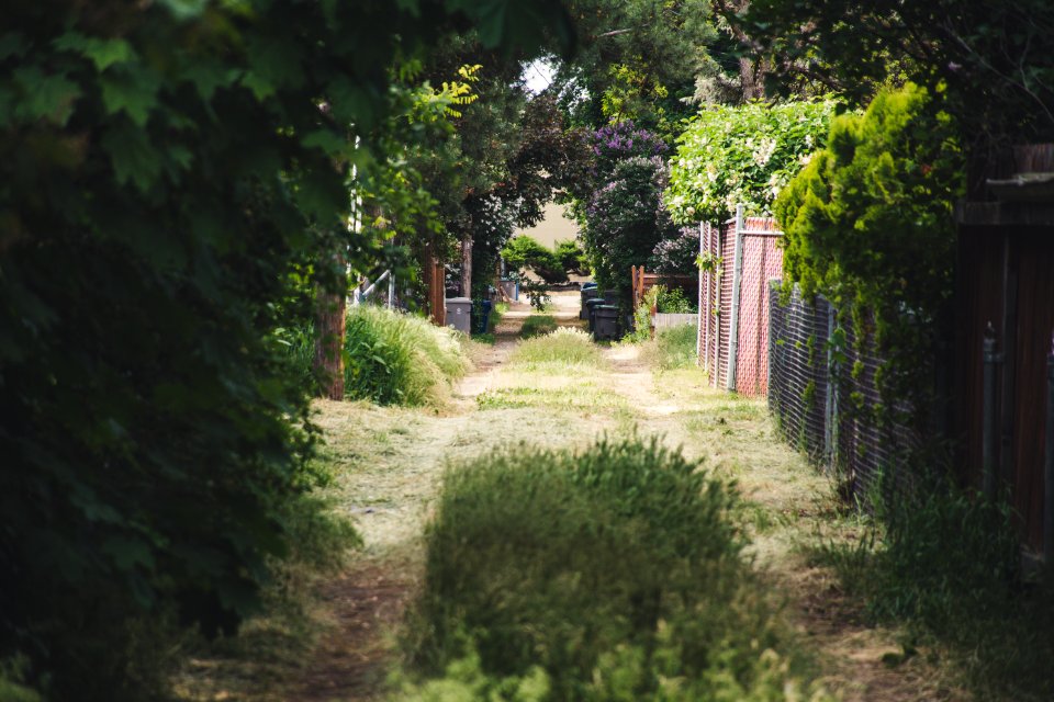 Green Grass Field Pathway