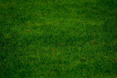 Green Grass Grassland Lawn