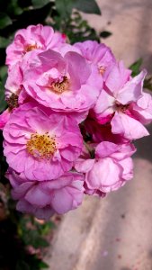 Flower Pink Rose Family Flowering Plant photo